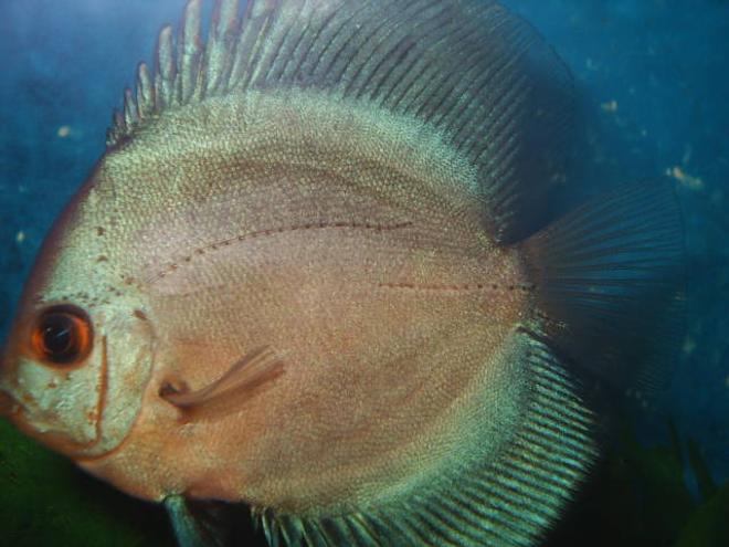 freshwater fish - ocean green discus stocking in 55 gallons tank - discus