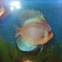 freshwater fish - ocean green discus stocking in 55 gallons tank - discus