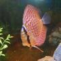 freshwater fish - symphysodon aequifasciata sp. - discus stocking in 55 gallons tank - discus
