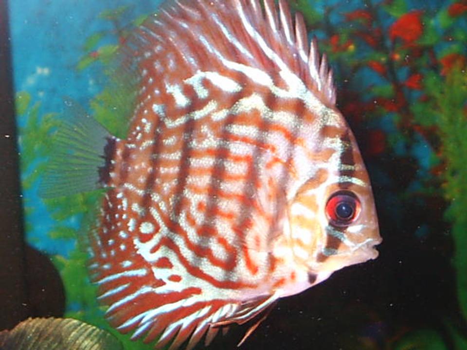 freshwater fish - symphysodon aequifasciata sp. - discus stocking in 55 gallons tank - discus