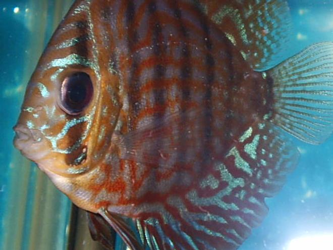 freshwater fish - symphysodon aequifasciata sp. - discus stocking in 55 gallons tank - discus