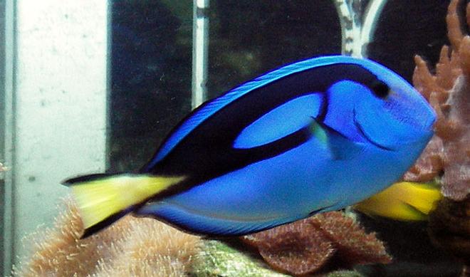 saltwater fish - paracanthurus hepatus - blue tang stocking in 67 gallons tank - Hippo Tang