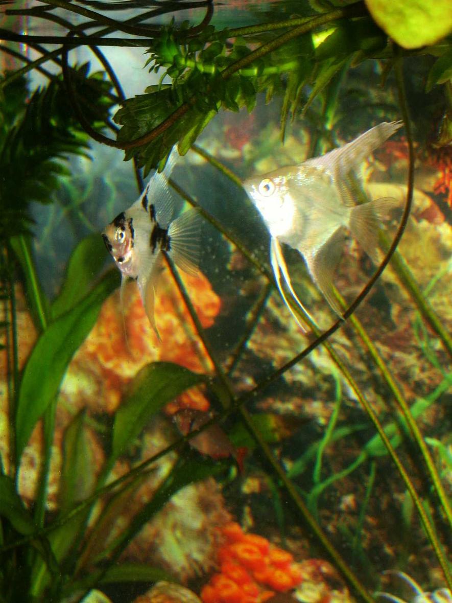 freshwater fish - pterophyllum scalare - angel fish stocking in 10 gallons tank - angel fish