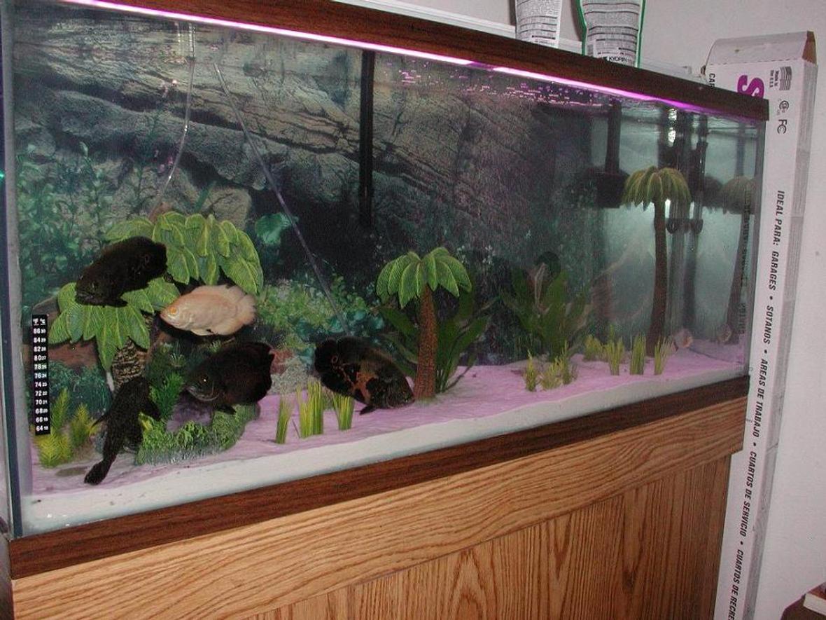 55 gallons freshwater fish tank (mostly fish and non-living decorations) - my first 55 gl fish tank...too many large fish... and mixing a Pirana is not a good idea, but it is getting out in about 2 weeks!