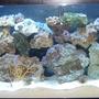 55 gallons reef tank (mostly live coral and fish) - 55 gallon