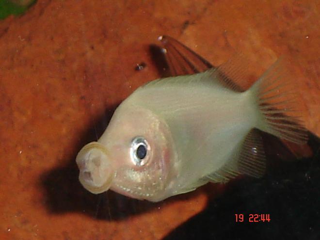 freshwater fish - helostoma temmincki - kissing gourami stocking in 30 gallons tank - puckerup!!!
one of my Kissing Gouramis