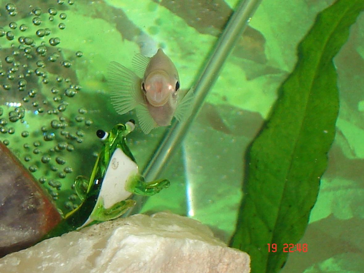 freshwater fish - helostoma temmincki - kissing gourami stocking in 30 gallons tank - Kissing Gourami