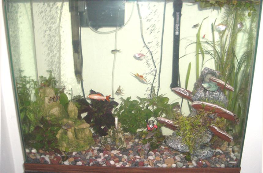 Rated #186: 55 Gallons Planted Tank - My fish and their plants!
