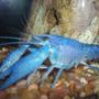 corals inverts - procambarus sp. - hammers cobalt blue lobster stocking in 35 gallons tank - "Pinchy" my electric blue lobster (a crayfish with a mutation that makes him blue)