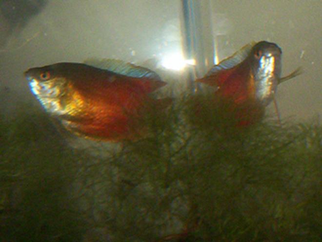 freshwater fish - colisa lalia - dwarf gourami stocking in 35 gallons tank - Dwarf Gouramis