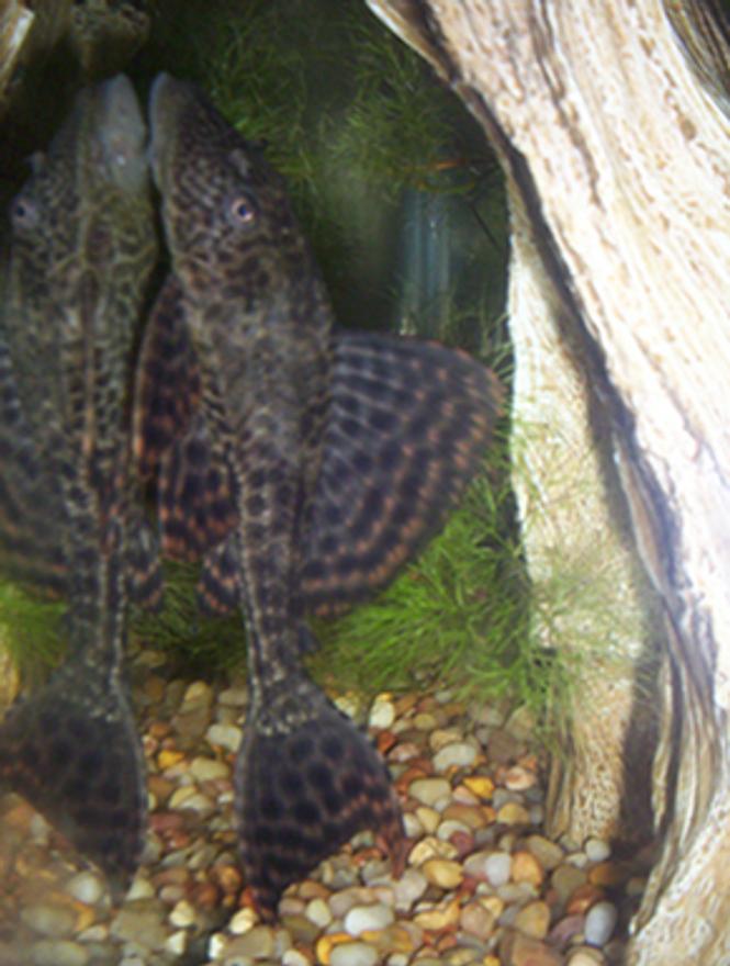 freshwater fish - glyptoperichthys gibbiceps - sailfin pleco (l-83) stocking in 35 gallons tank - Pleco & reflection
