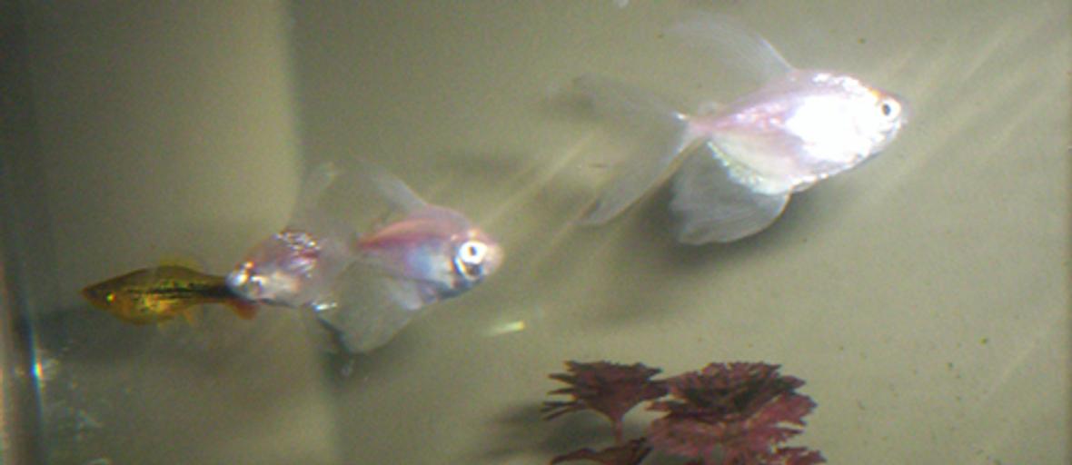 freshwater fish - gymnocorymbus ternetzi - white skirt tetra stocking in 35 gallons tank - White skirt tetras