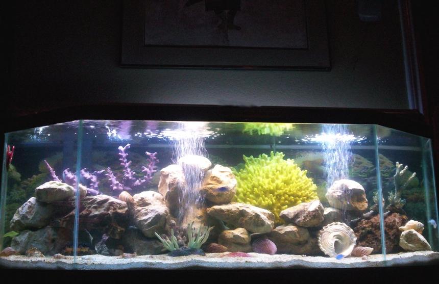 Rated #17: 55 Gallons Saltwater Fish Tank - 1st attempt at saltwater: 55 gallon fish only, 1 month old