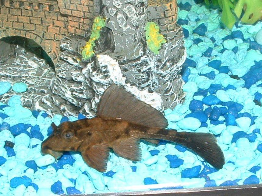 Rated #1857: Freshwater Fish - Pterygoplichthys Scrophus - Rhino Pleco Stocking In 30 Gallons Tank - Rhino Pecostomus