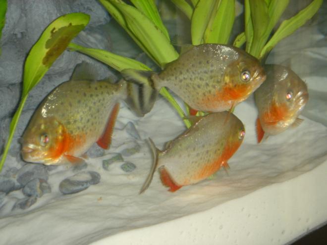 freshwater fish - pygocentrus nattereri - redbellied pirhana stocking in 46 gallons tank - 3 Month old Nanhas