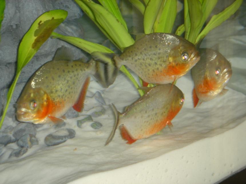 Rated #67: Freshwater Fish - Pygocentrus Nattereri - Redbellied Pirhana Stocking In 46 Gallons Tank - 3 Month old Nanhas