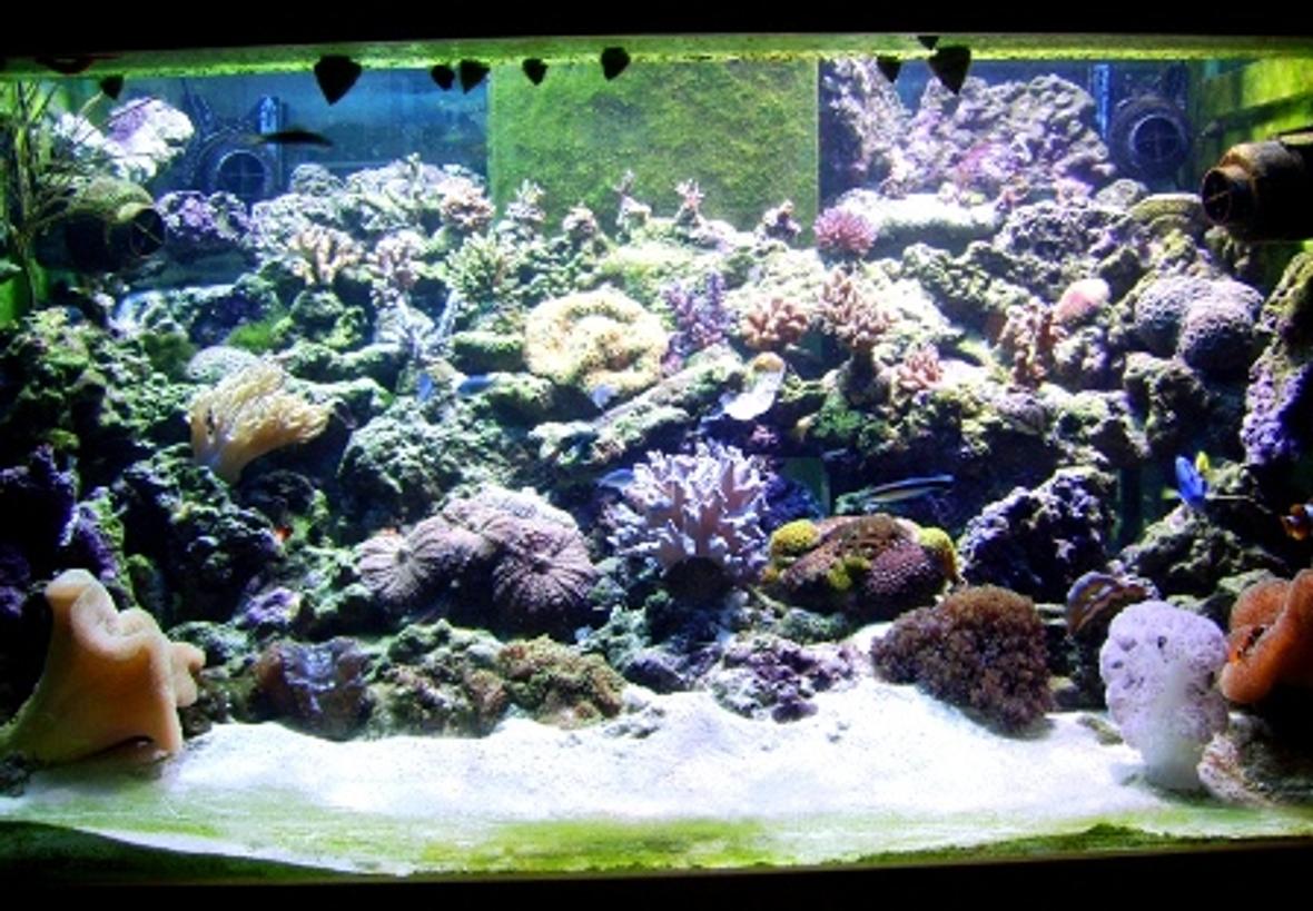 300 gallons reef tank (mostly live coral and fish)