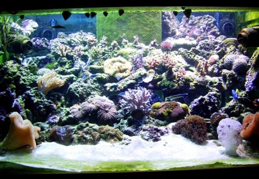 Rated #62: 300 Gallons Reef Tank