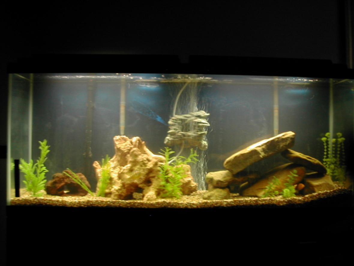 55 gallons freshwater fish tank (mostly fish and non-living decorations) - 55 gallon cichlid tank
