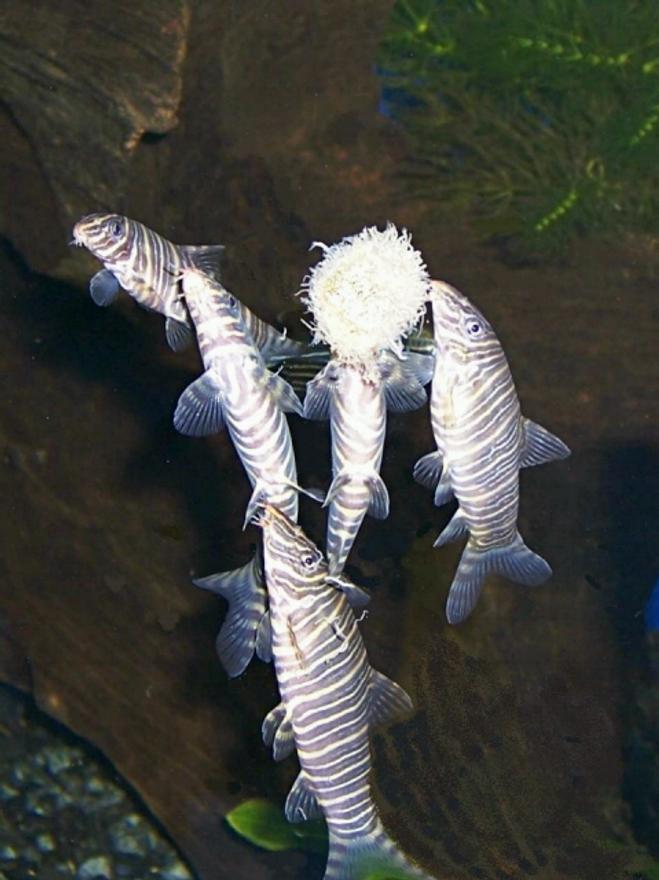 freshwater fish - botia striata - striata botia loach stocking in 125 gallons tank - Botia Sreatas, Oh boy worms