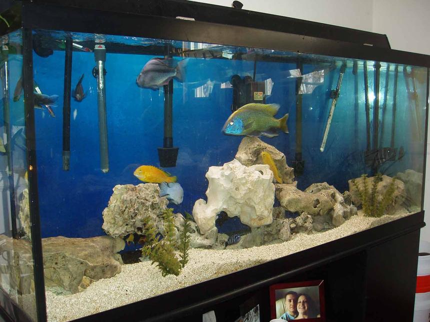 Rated #159: 120 Gallons Freshwater Fish Tank - 120 African MIx