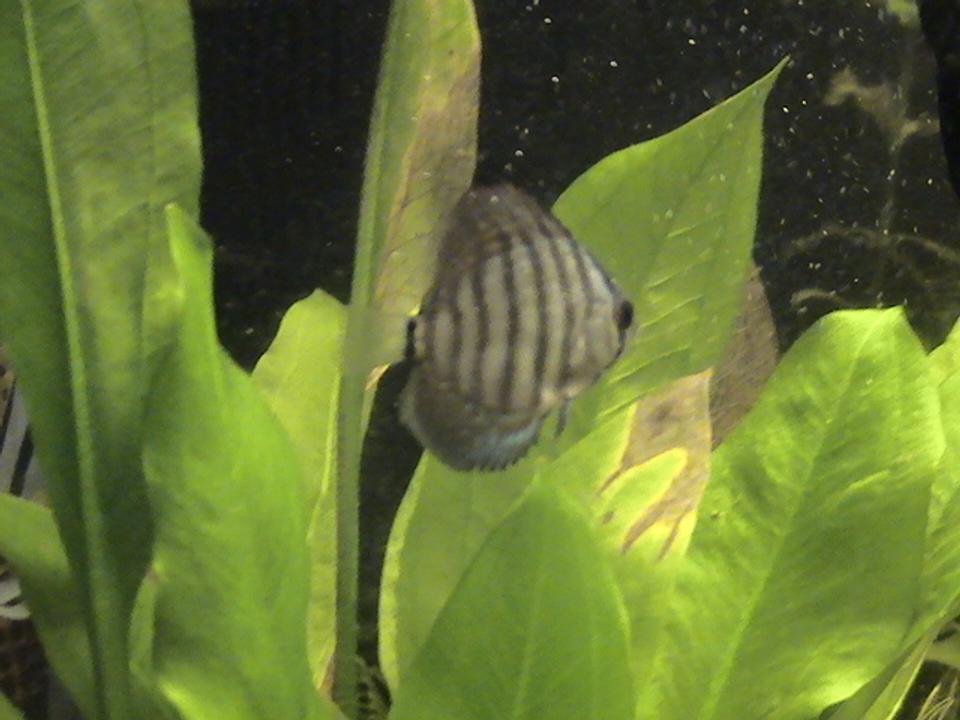 freshwater fish - symphysodon spp. - snakeskin discus stocking in 30 gallons tank - baby red spotted sankeskin discus