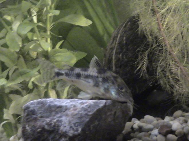 freshwater fish - corydoras ornatus - ornate cory cat stocking in 30 gallons tank - corydoras