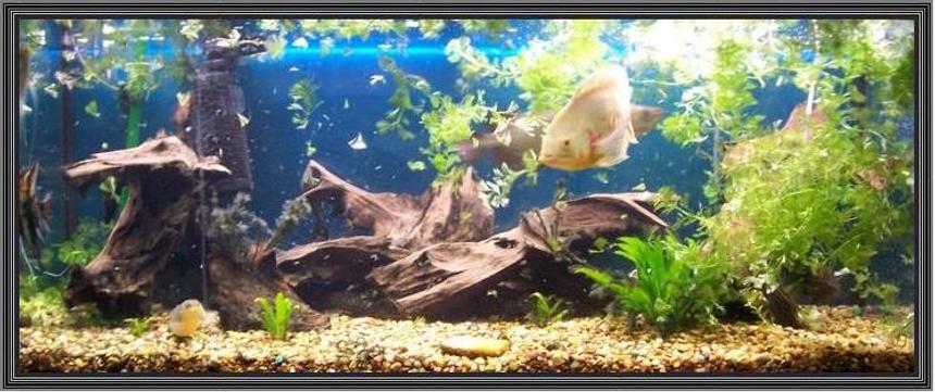 Rated #92: 120 Gallons Freshwater Fish Tank - 75g