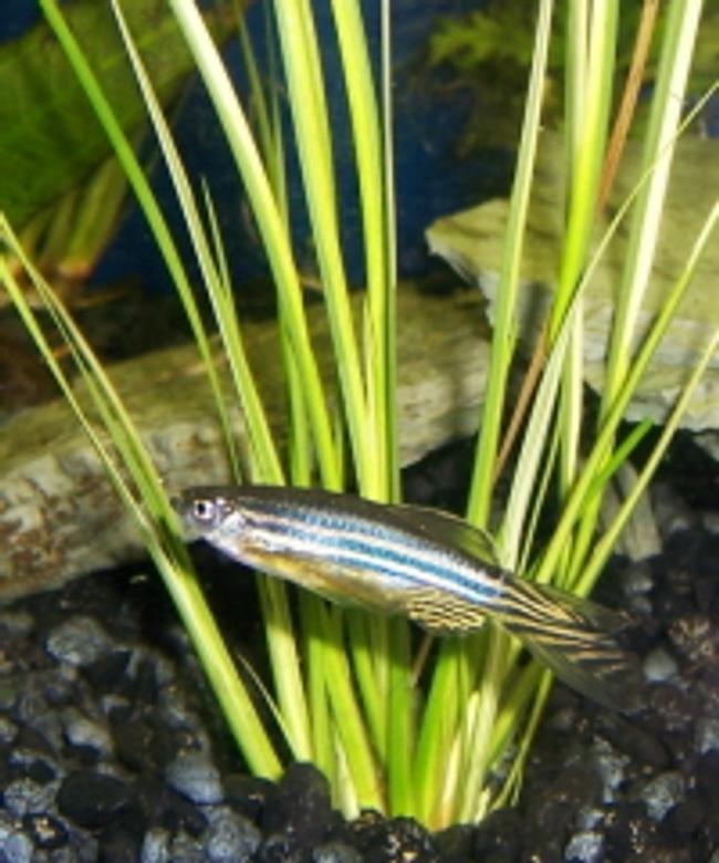 freshwater fish - danio aequipinnatus - giant danio stocking in 125 gallons tank - Danio with the wrong type of plant. Kept the fish got rid of the Mondo Grass