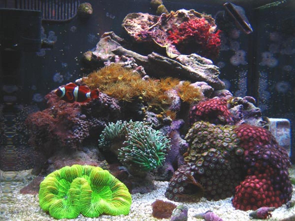 12 gallons reef tank (mostly live coral and fish) - 12 Gallon Nano Reef