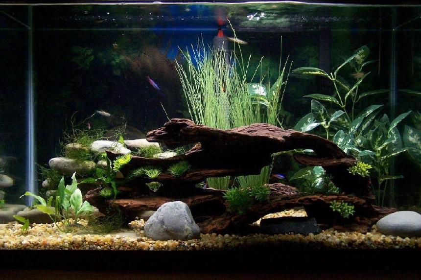 Rated #34: 29 Gallons Freshwater Fish Tank - 29 gallon.  Java Moss, small Java Ferns and artificial plants.   My first tank so nothing elaborate yet.  I'm still looking for ideas to have it end up looking as natural as possible