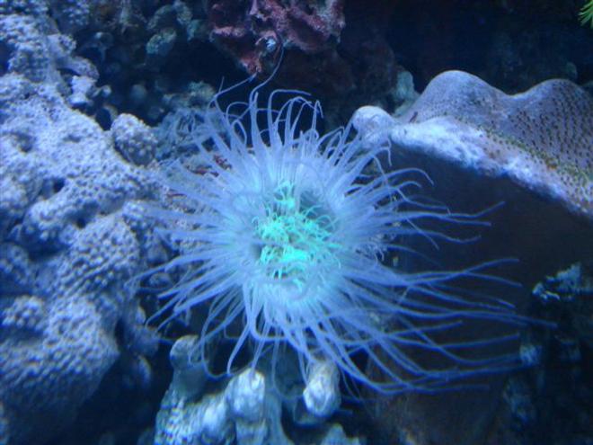 corals inverts - cerianthus membranacea - tube anemone stocking in 80 gallons tank - Giant One with 5 cm diameter and 15 cm long.