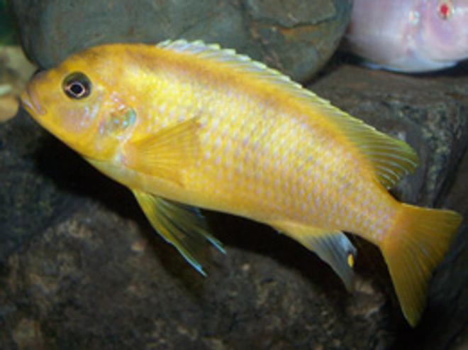 freshwater fish - metriaclima lombardoi - kenyi cichlid stocking in 55 gallons tank - Male Kenyi.