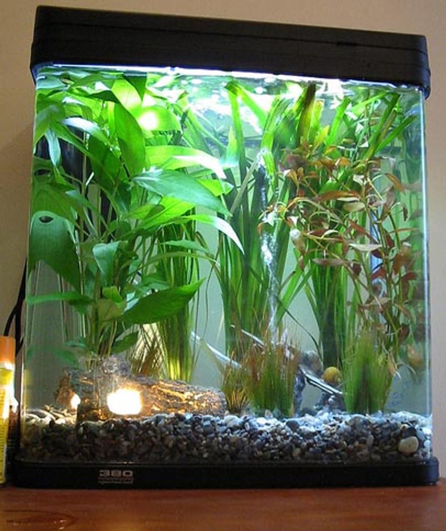 Rated #141: 10 Gallons Planted Tank - My first tank, lightly planted and a huge learning curve. I've since removed a couple of the cheesier plastic decor items and replaced with some very nice rock formations, an updated picture will follow soon.