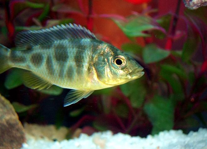freshwater fish - nimbochromis venustus - venustus cichlid stocking in 35 gallons tank - Venstus "malwi cichlid" juvenile