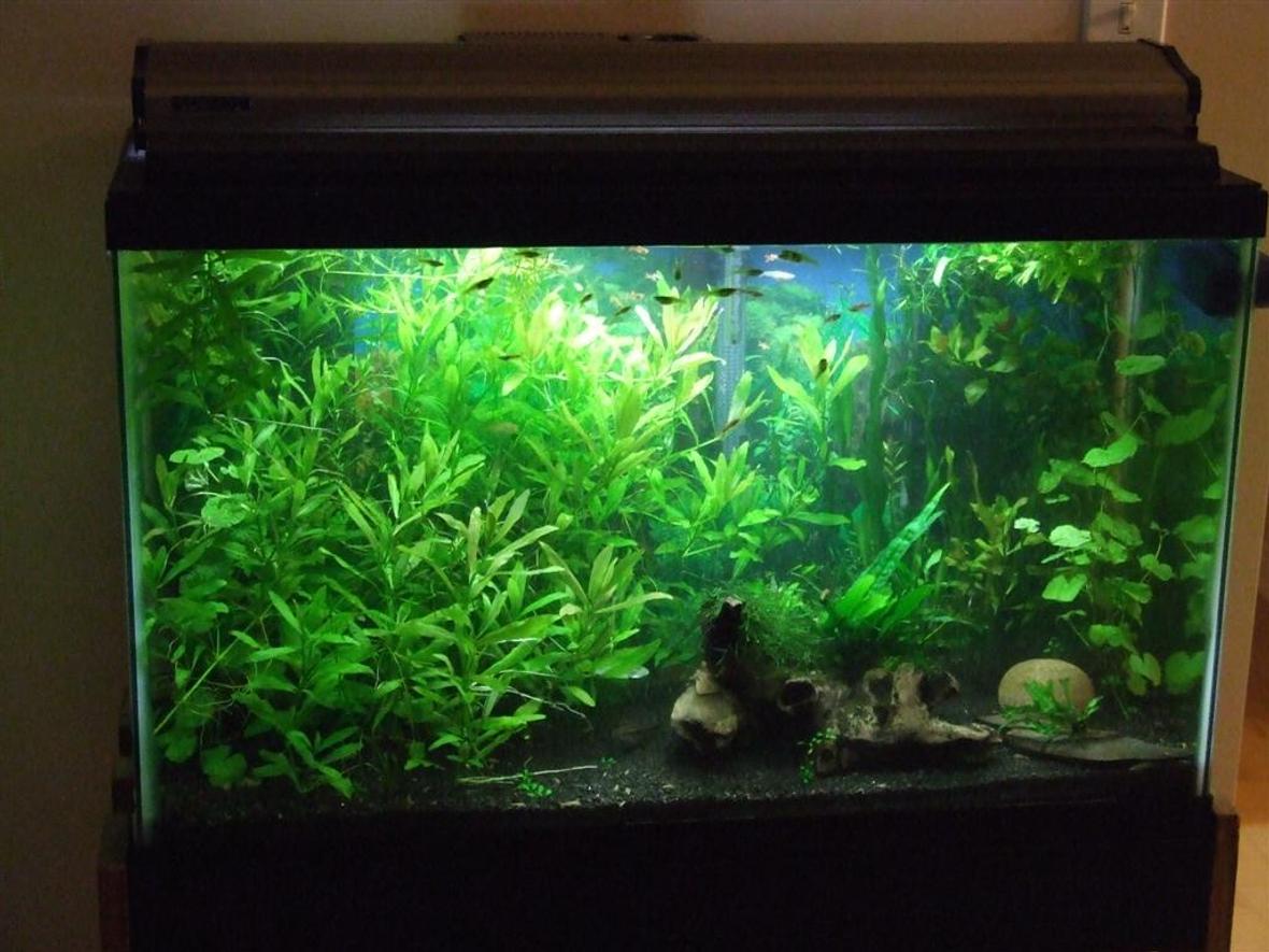 30 gallons planted tank (mostly live plants and fish) - 30 Gallon Planted Tank.