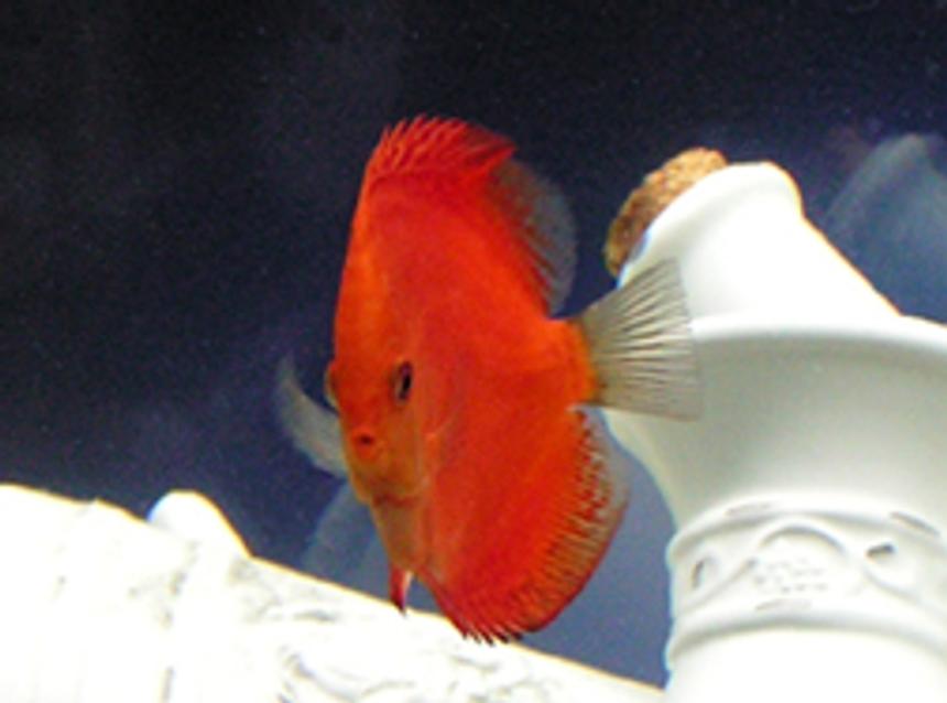 Rated #24: Freshwater Fish - Symphysodon Sp. - Red Marlboro Discus Stocking In 125 Gallons Tank - This is a 5.5 month old Malboro Red Discus :)