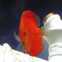 freshwater fish - symphysodon sp. - red marlboro discus stocking in 125 gallons tank - This is a 5.5 month old Malboro Red Discus :)