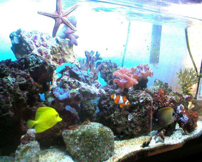 27 gallons reef tank (mostly live coral and fish) - 27 gallon(100 litre) running for more than a year.
1 yellow tang
1 scopas tang
1 perculas
1 damsel
1 cleaner shrimp
1 sea star