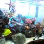 27 gallons reef tank (mostly live coral and fish) - 27 gallon(100 litre) running for more than a year. 1 yellow tang 1 scopas tang 1 perculas 1 damsel 1 cleaner shrimp 1 sea star