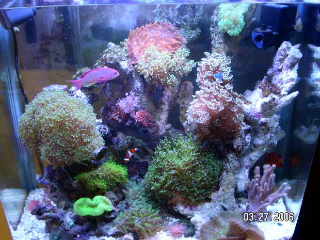 37 gallons reef tank (mostly live coral and fish) - This is the latest picture of my  reef tank. It has changed a bit as I removed or added live stock. More color then before.