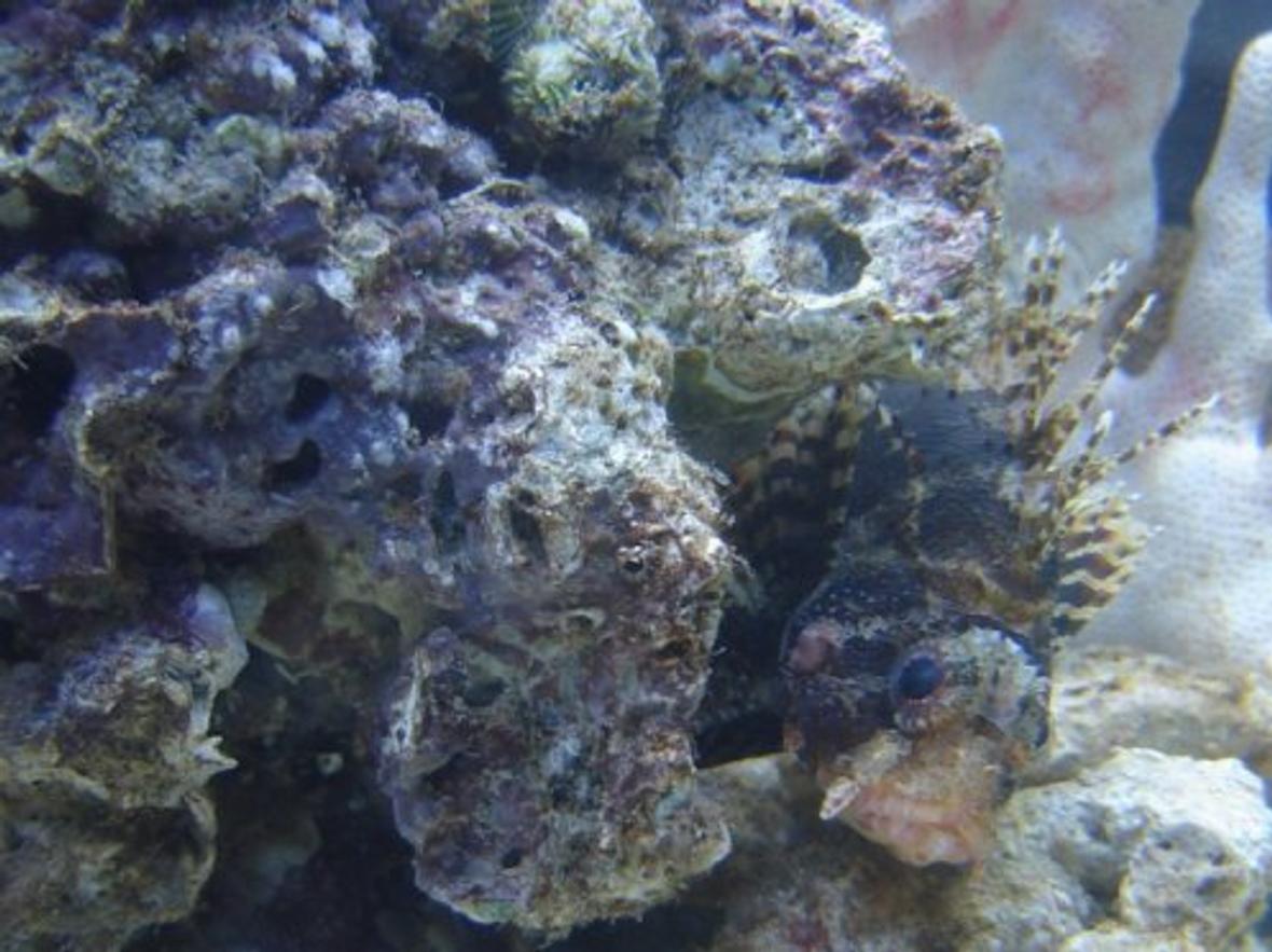 saltwater fish - dendrochirus brachypterus - fuzzy dwarf lionfish stocking in 72 gallons tank - Fuzzy Dwarf Lion named Bubba