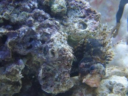 saltwater fish - dendrochirus brachypterus - fuzzy dwarf lionfish stocking in 72 gallons tank - Fuzzy Dwarf Lion named Bubba