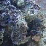 saltwater fish - dendrochirus brachypterus - fuzzy dwarf lionfish stocking in 72 gallons tank - Fuzzy Dwarf Lion named Bubba