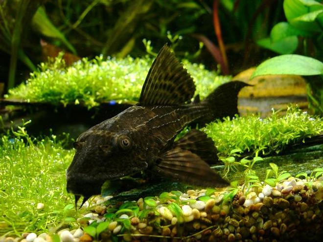 freshwater fish - glyptoperichthys gibbiceps - sailfin pleco (l-83) stocking in 40 gallons tank - sainfin gibbiceps