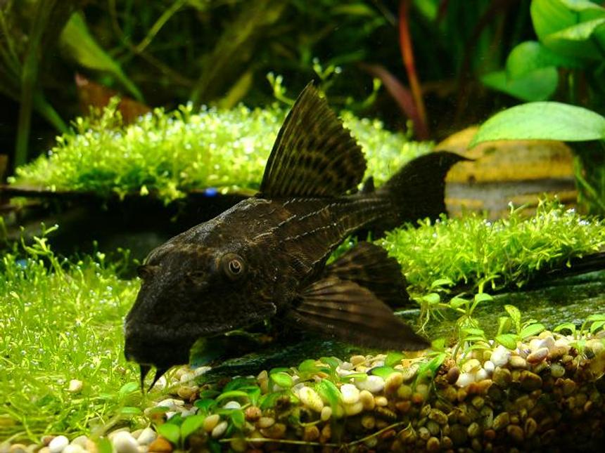 Rated #10: Freshwater Fish - Glyptoperichthys Gibbiceps - Sailfin Pleco (l-83) Stocking In 40 Gallons Tank - sainfin gibbiceps
