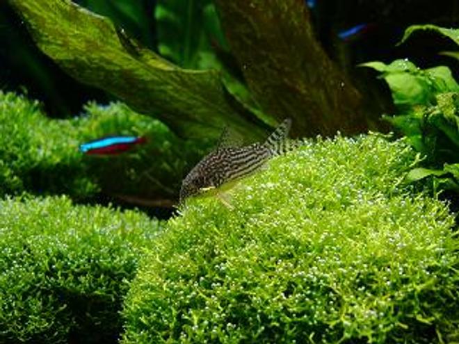 freshwater fish - corydoras sterbai - sterba's cory stocking in 40 gallons tank - sterbai cory on dwarf riccia