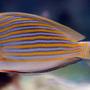 saltwater fish - acanthurus lineatus - clown tang stocking in 375 gallons tank - Clown Tang