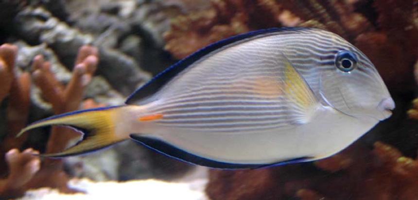 Rated #5: Saltwater Fish - Acanthurus Sohal - Sohal Tang Stocking In 375 Gallons Tank - Sohal Tang