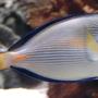 saltwater fish - acanthurus sohal - sohal tang stocking in 375 gallons tank - Sohal Tang